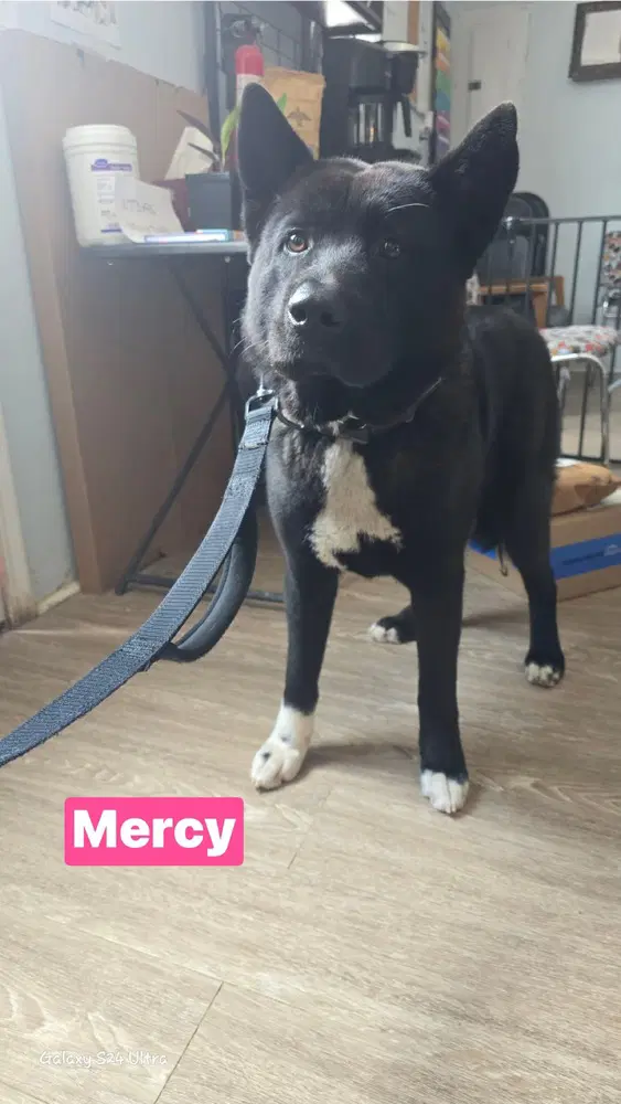 Mercy image 3