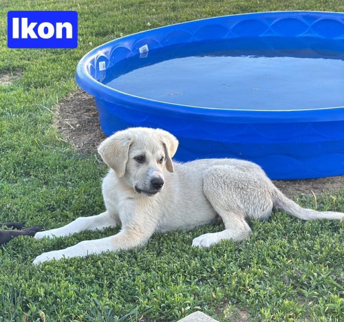 Ikon, an adoptable Great Pyrenees in Warrenton, MO