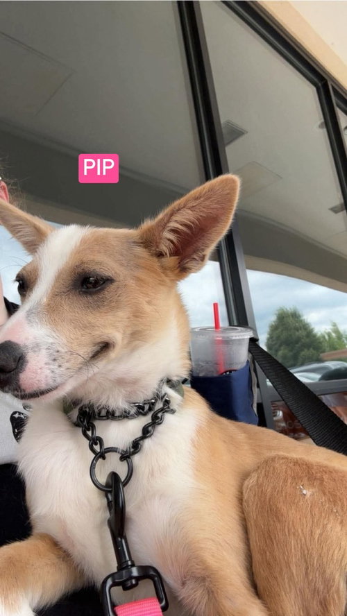 LH Pip, an adoptable Australian Cattle Dog in Warrenton, MO