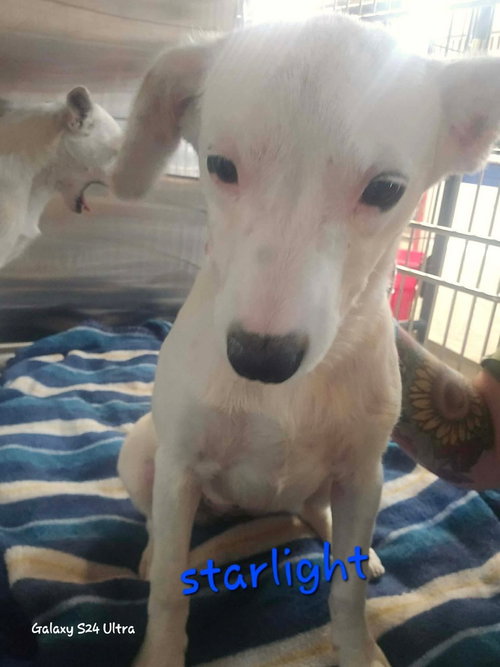 LH  Starlight, an adoptable Chihuahua in Warrenton, MO