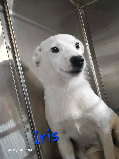 LH Iris, an adoptable Chihuahua in Warrenton, MO