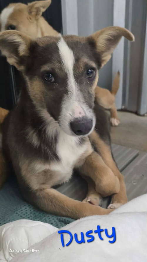 LH  Dusty, an adoptable Chihuahua in Warrenton, MO