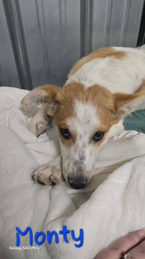 LH  Monty, an adoptable Chihuahua in Warrenton, MO