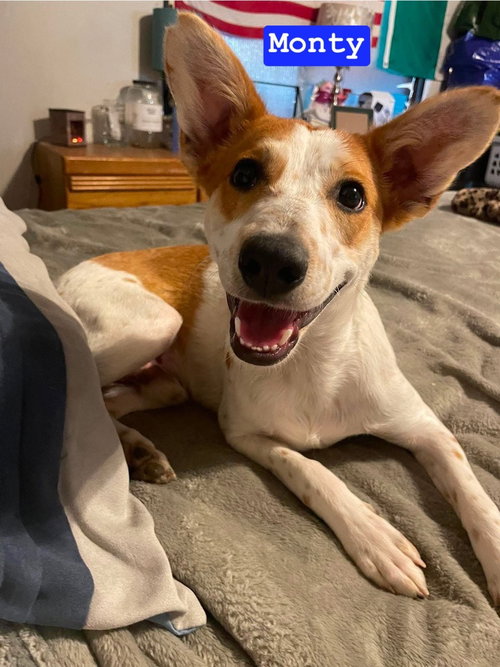 LH Monty, an adoptable Australian Cattle Dog in Warrenton, MO