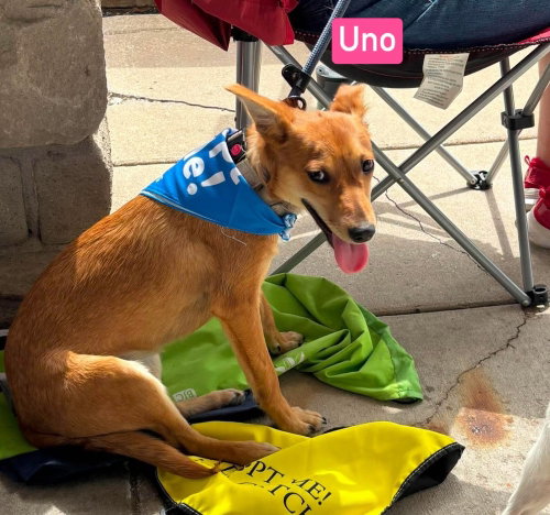 LH Uno, an adoptable Chihuahua in Warrenton, MO