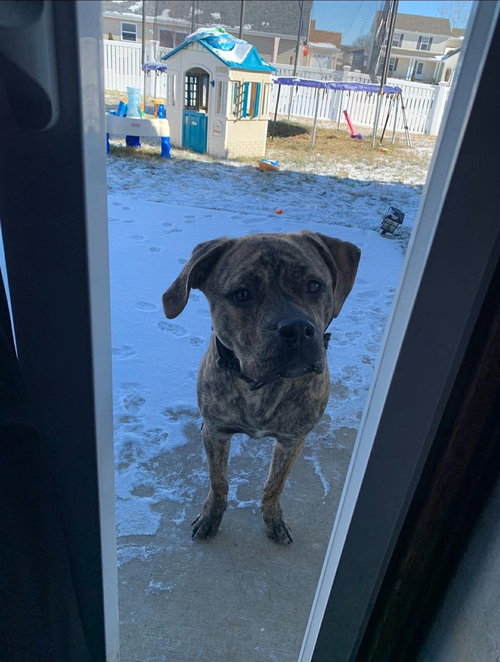 Murphy Aka Wc Babe Pup-Berte photo 2