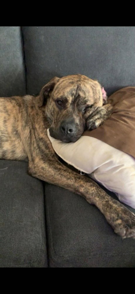 Murphy Aka Wc Babe Pup-Berte photo 3