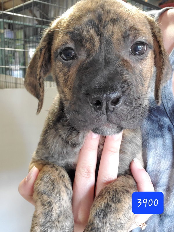 Murphy aka WC Babe Pup-Berte