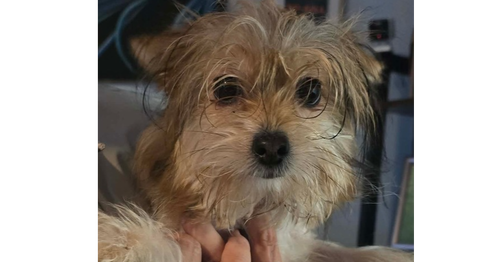 S'more, an adoptable Yorkshire Terrier Yorkie in Warrenton, MO