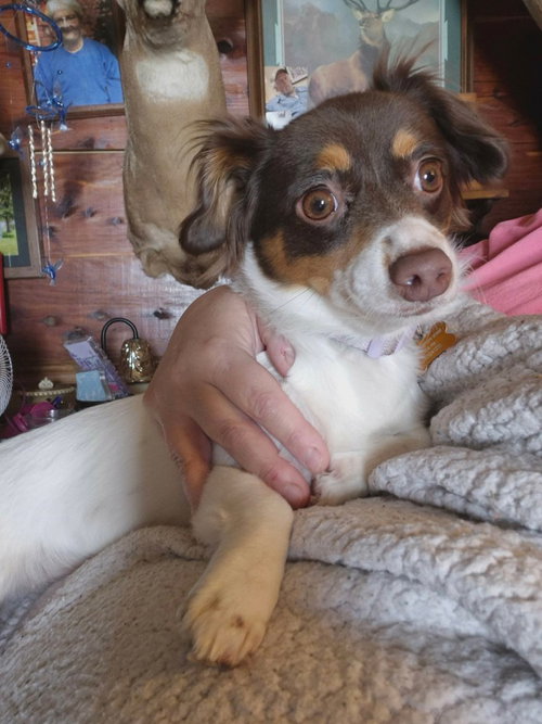 Daisy