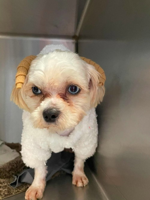 MO Jasper, an adoptable Shih Tzu in Warrenton, MO