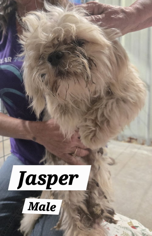 Mo Jasper photo 4