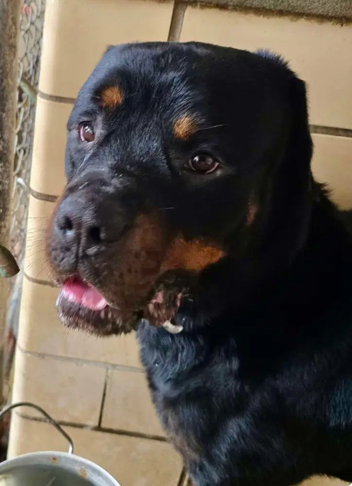 Gunner Aka Rolo image 2