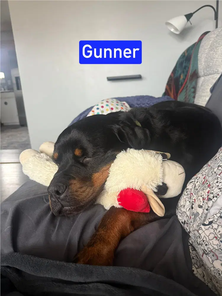 Gunner Aka Rolo image 3
