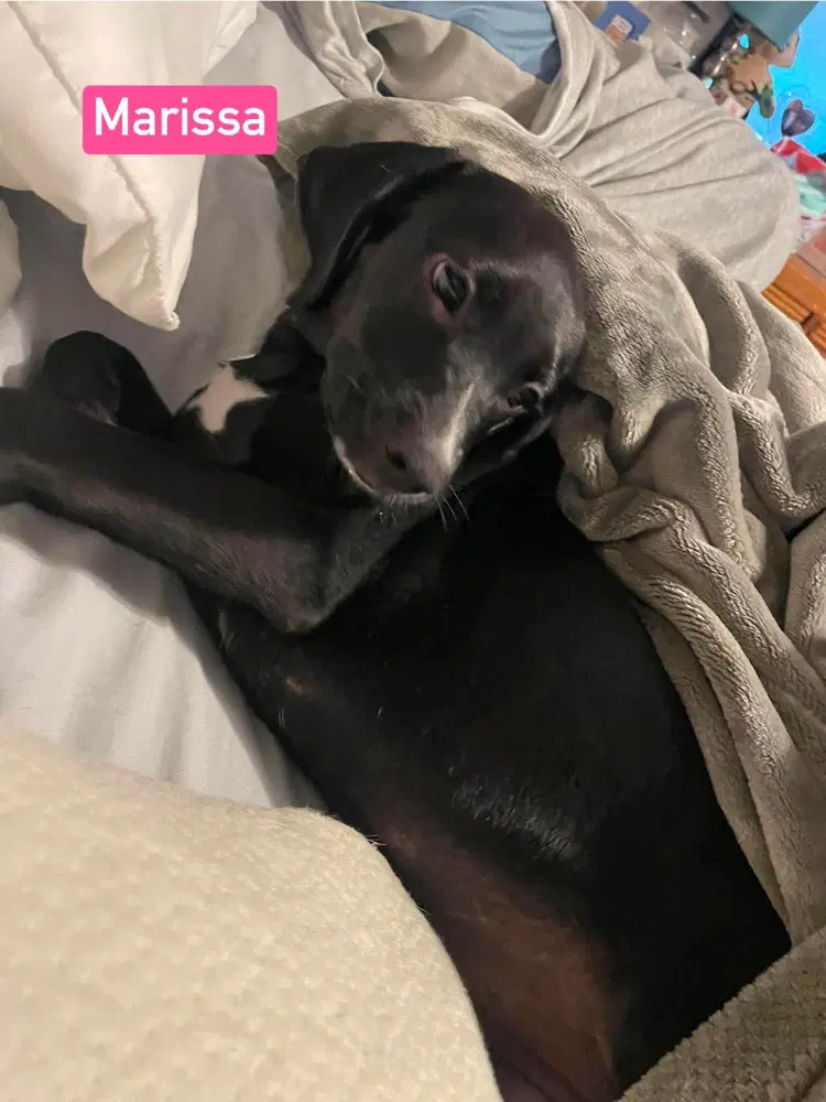No Marissa - Labrador Retriever