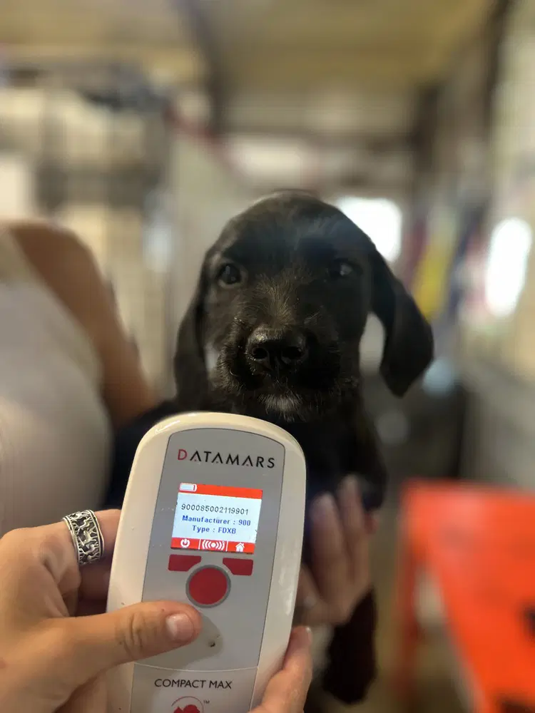 No Kevin - Labrador Retriever