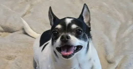 Stud - Chihuahua