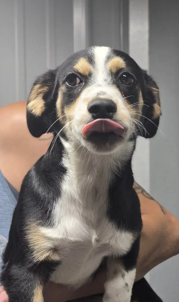 T Theodore - Corgi