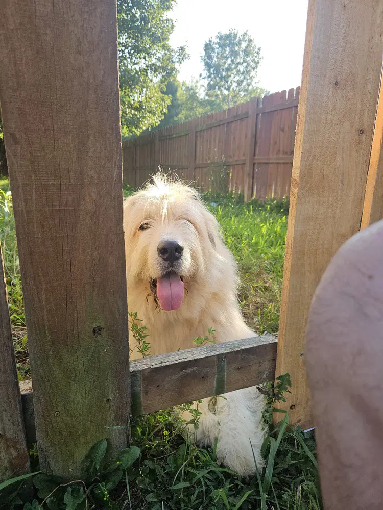 Grizzly - Great Pyrenees