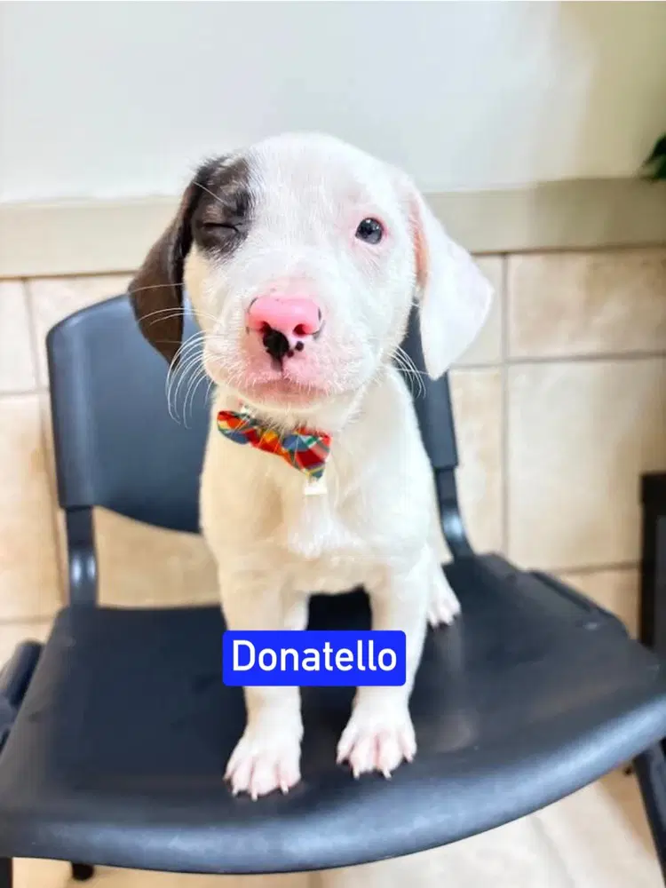 Ml Donatello Aka Hunter - Hound