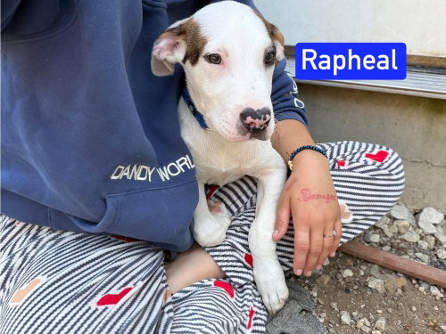 ML Raphael aka Timber, a dog for adoption from No Time to Spare Animal Rescue and Sanctuary