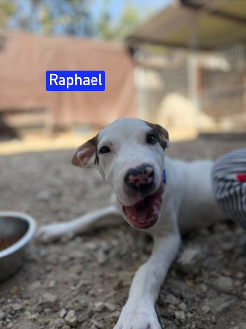 Photo 2 of ML Raphael aka Timber