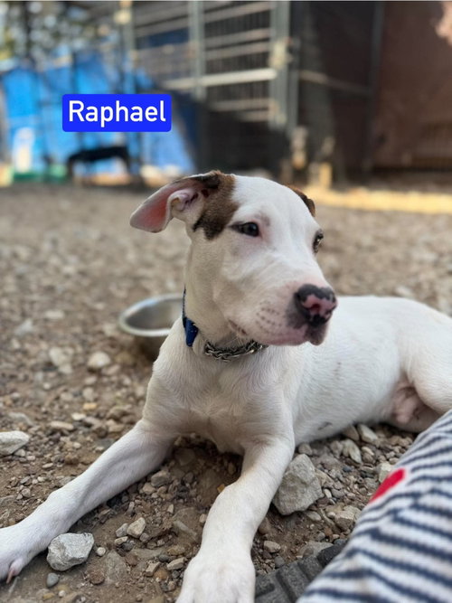 Photo 4 of ML Raphael aka Timber