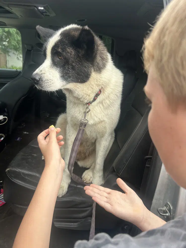 Truffles - Akita