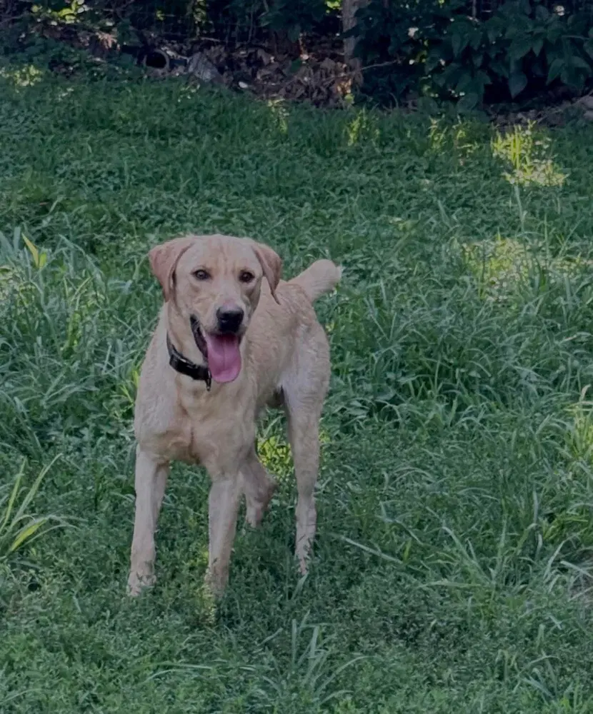 Marley - Labrador Retriever