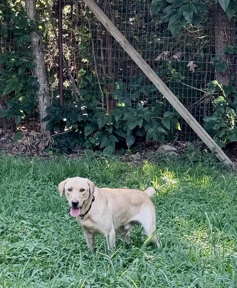 Marley image 2