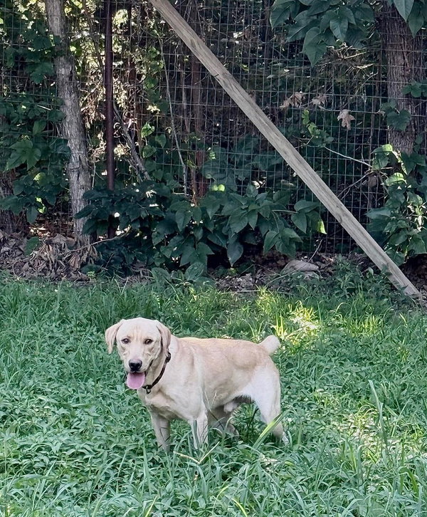 Marley