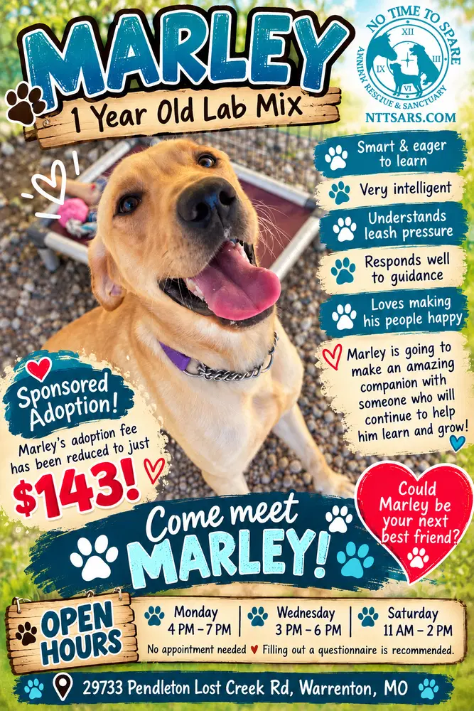 Marley - Labrador Retriever