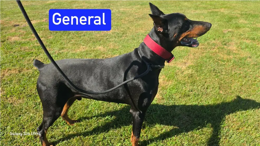 Tt General - Doberman Pinscher