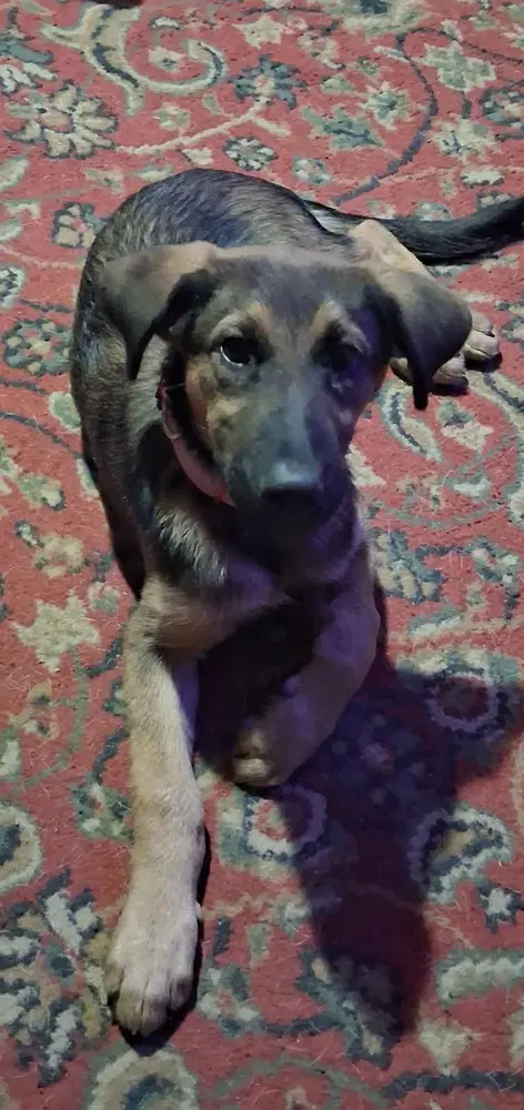 Sugar - German Shepherd Dog