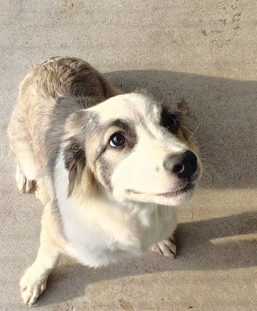 Dumpling - Collie