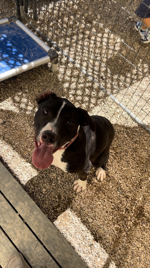 picture of the dog needing adoption