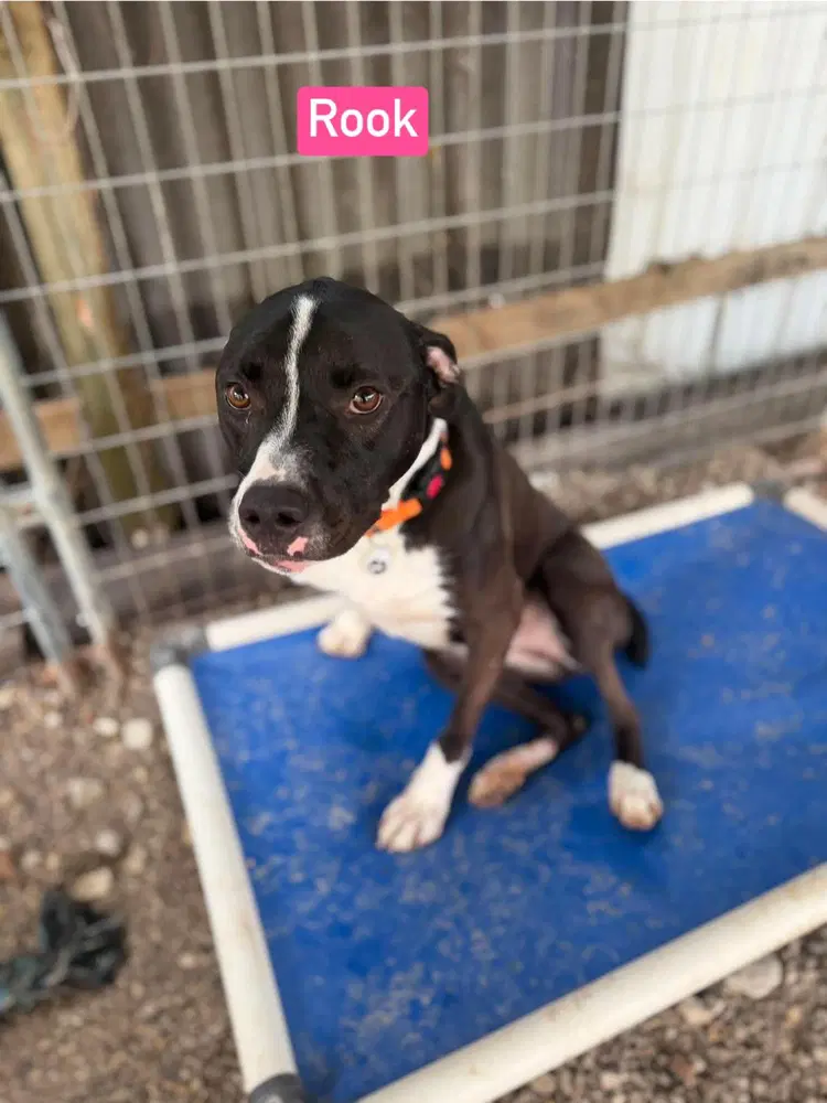 D Pup- Brook Aka Rook image 4