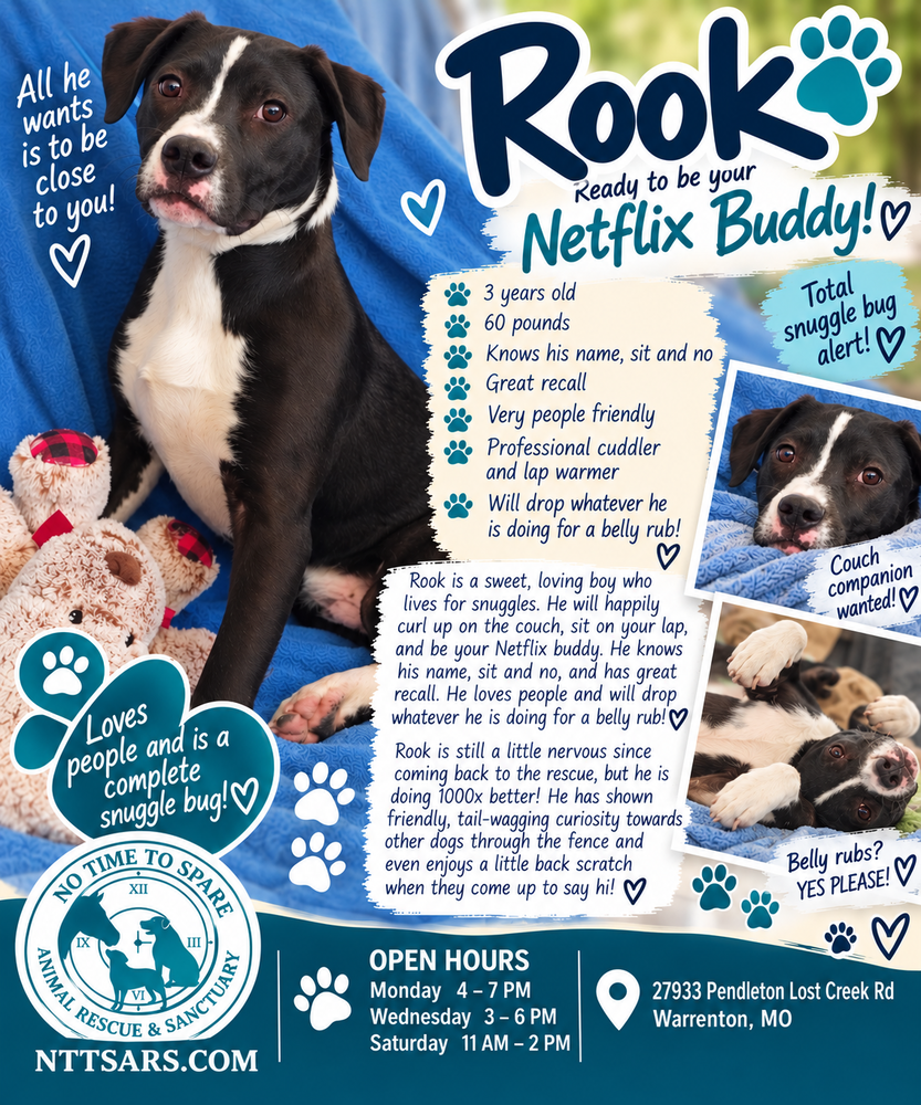Rook AKA D pup- Brook