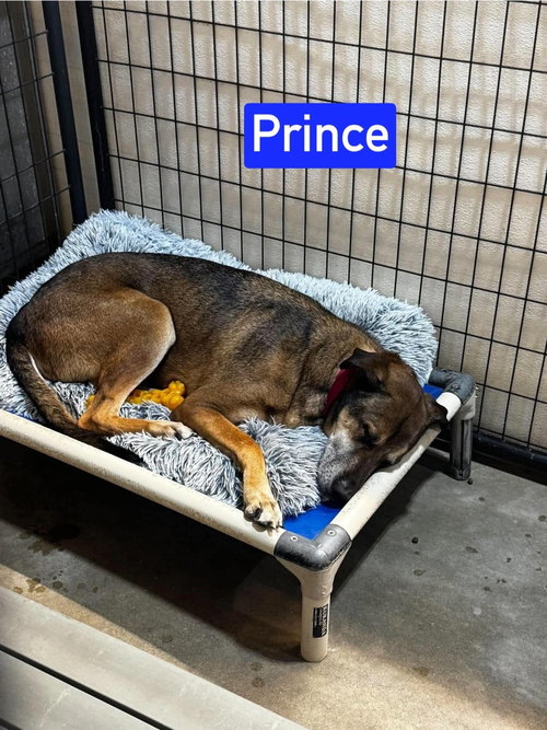Photo 2 of Prince