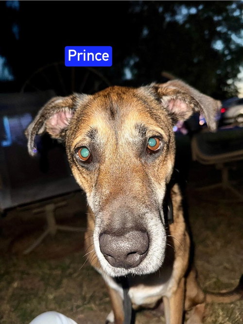 Photo 3 of Prince