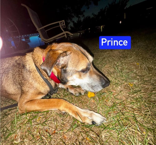 Photo 4 of Prince