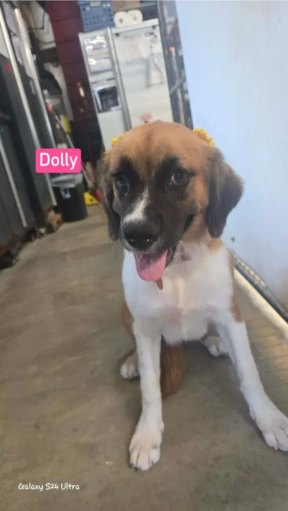 Dolly - Collie