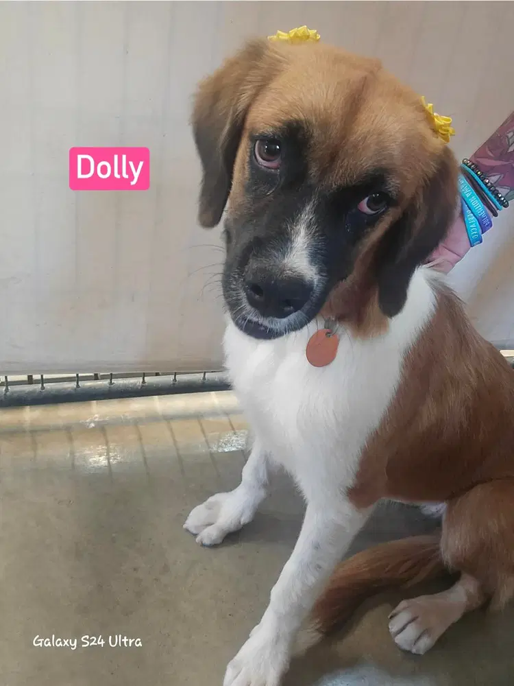 Dolly image 2
