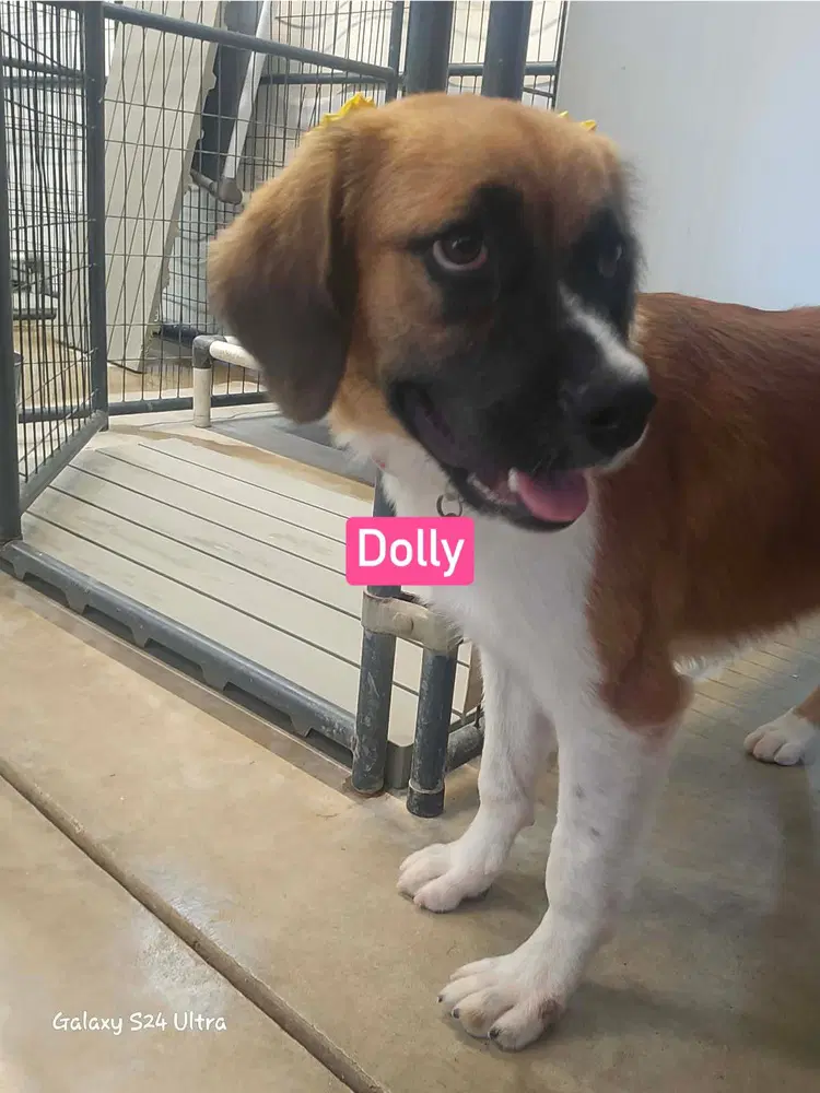 Dolly image 3