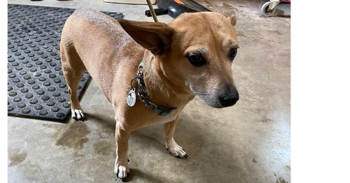 picture of the dog needing adoption