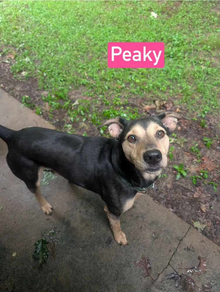 Peaky