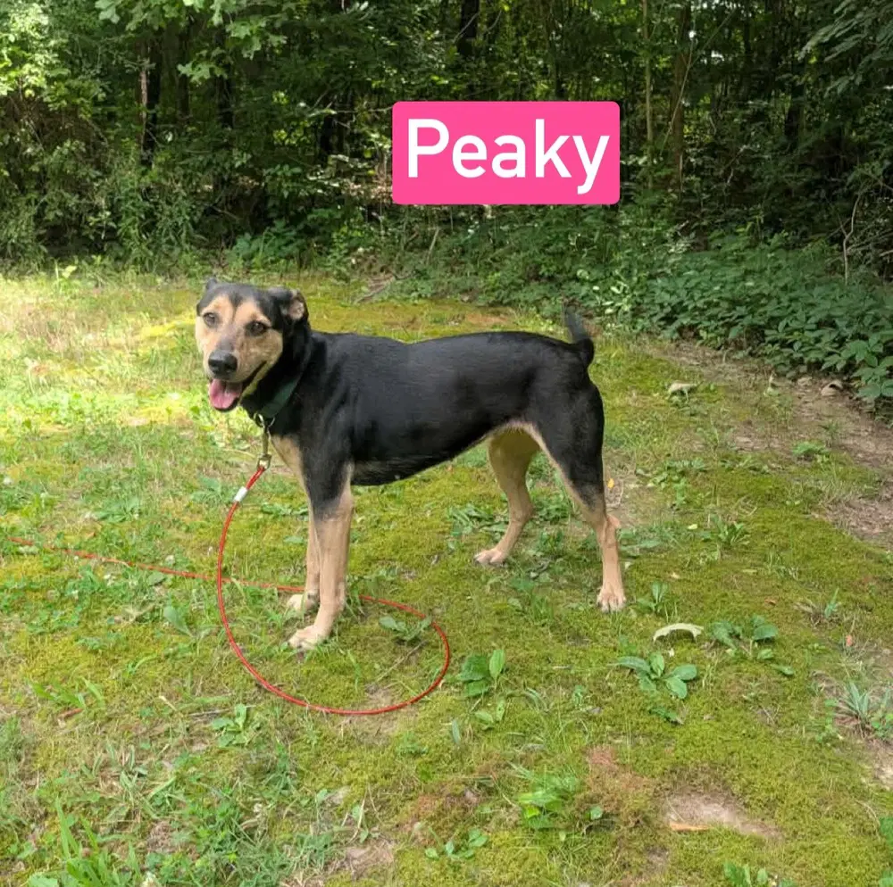 Peaky image 2