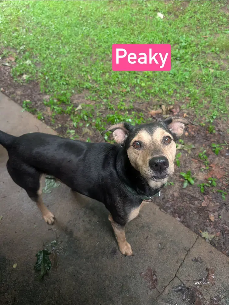 Peaky - Shepherd