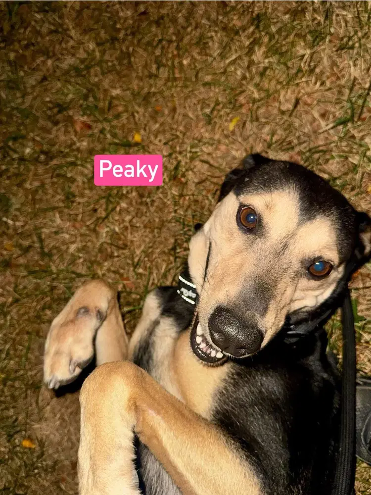 Peaky image 3