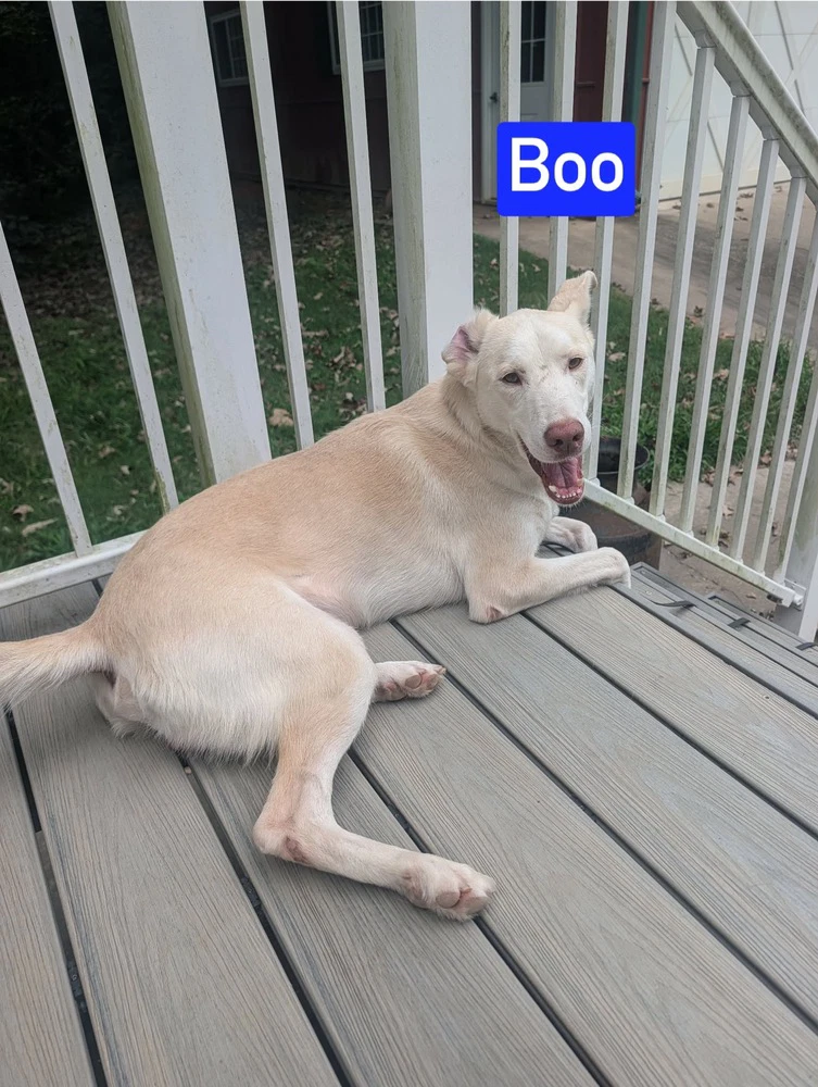 Boo